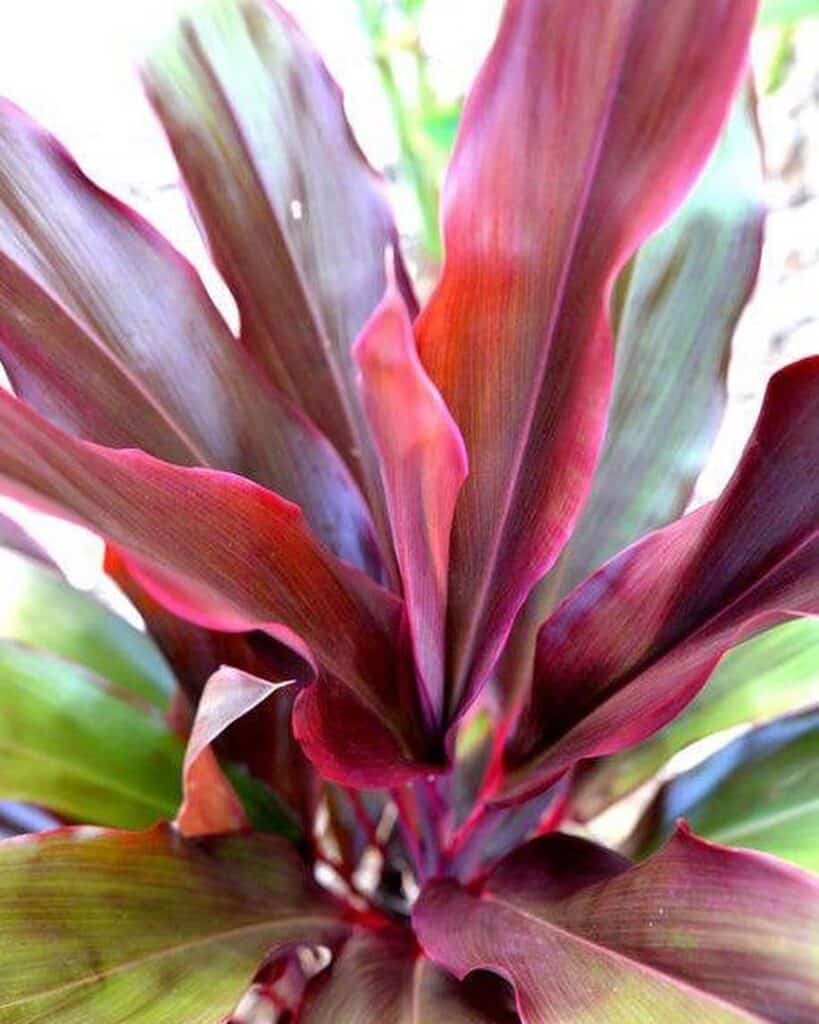 cordyline rubra