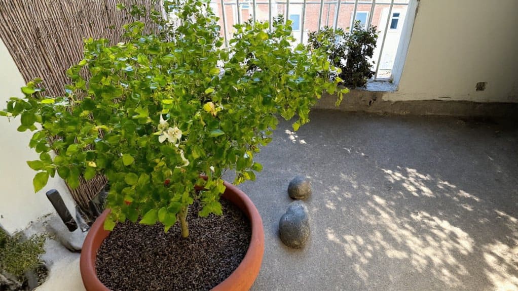 dwarf fruit tree balcony