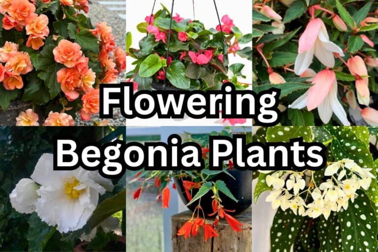 15 Beautiful Begonia Varieties That Bloom Indoors