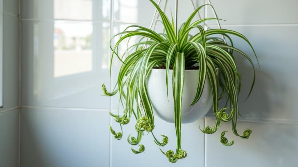 hanging plant for bathrooms