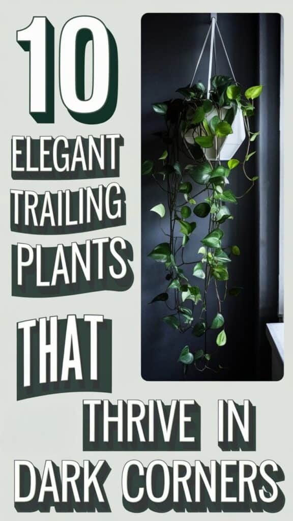 low light trailing plants