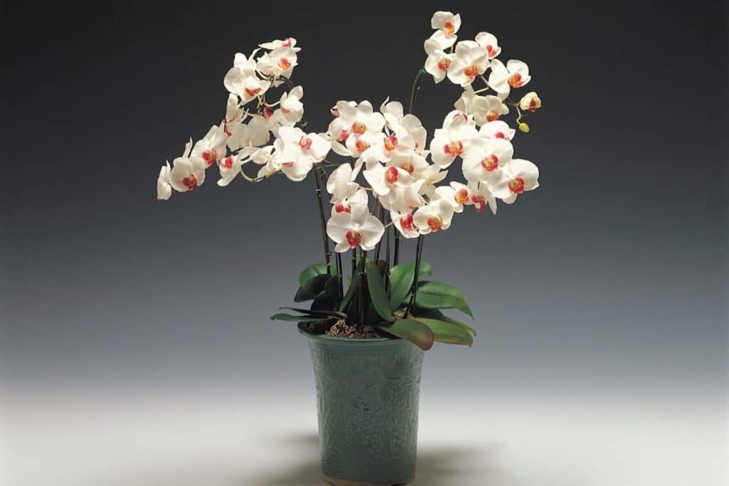 orchid care for beginners