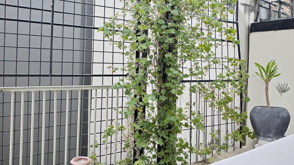 simple trellis for climbers