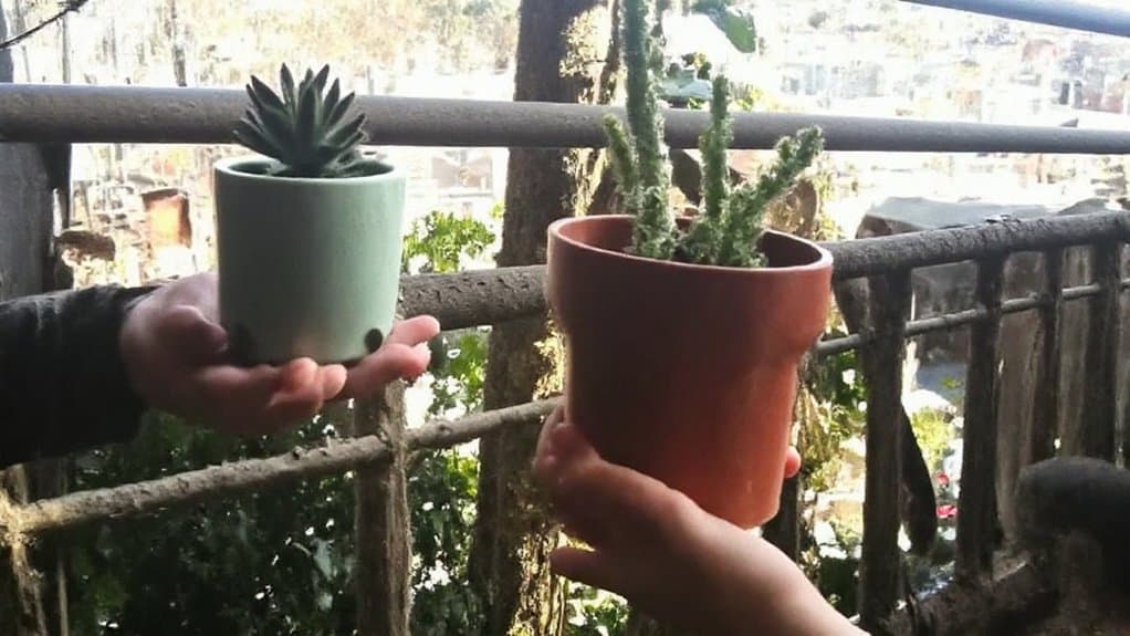 swap plants with friends