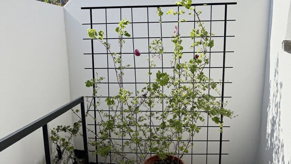 tiny balcony climbing trellis