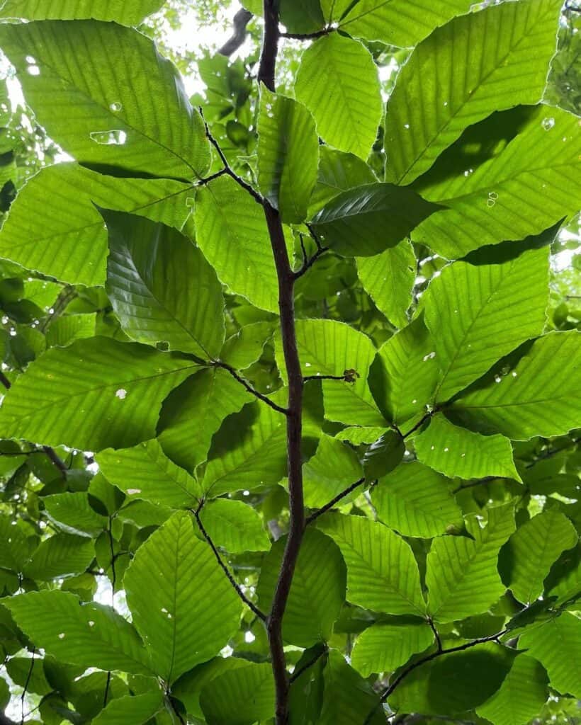Fagus grandifolia