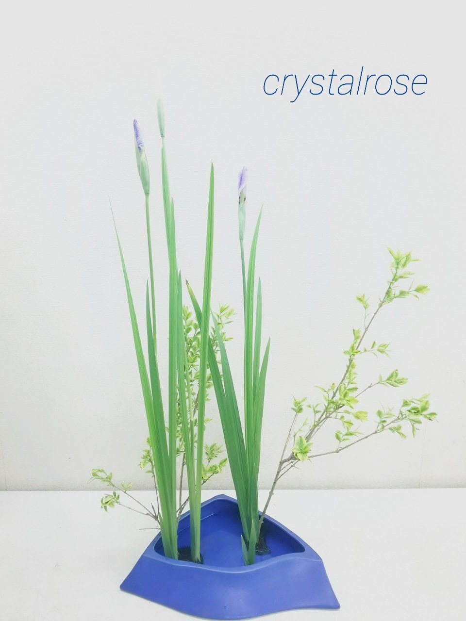 端午の節句の花菖蒲の飾り方と由来 東京立川 国立 国分寺 草月流いけばな教室 フラワーアレンジメント教室 オーダー アトリエクリスタルローズ 端午の節句の花菖蒲の飾り方と由来 東京立川 国立 国分寺 草月流いけばな教室 フラワーアレンジメント教室 オーダー アトリエクリスタルローズ
