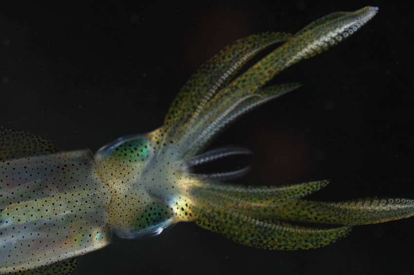 the reef squid Sepioteuthis lessoniana can camouflage itself to avoid predators.  