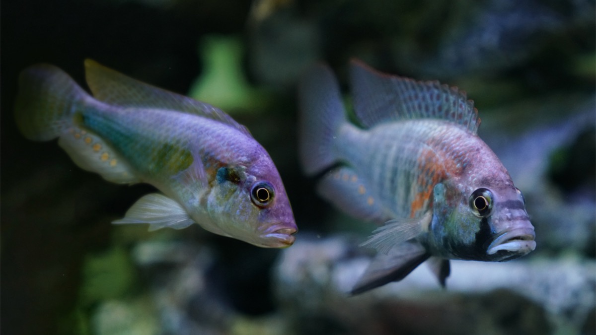 subordinate males_fish behaviour