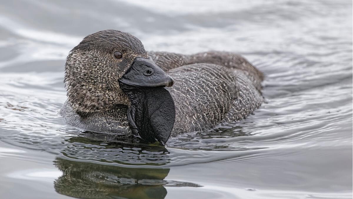 Australian musk duck in the water