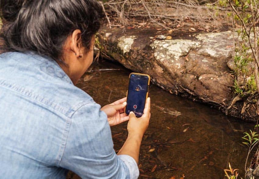 Observing frogs using citizen science app frogid