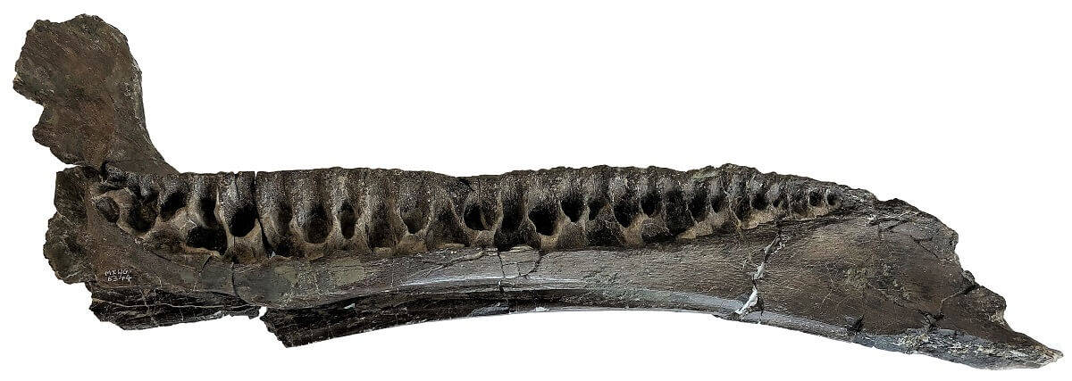 Brighstoneus simmondsi left dentary jaw in medial view credit dr jeremy lockwood samll