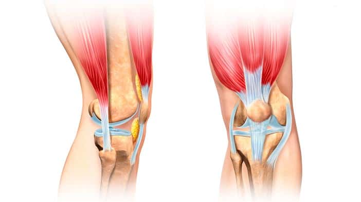 Cracking your joints concept anatomical illustration of bones muscles and tendons in the knee