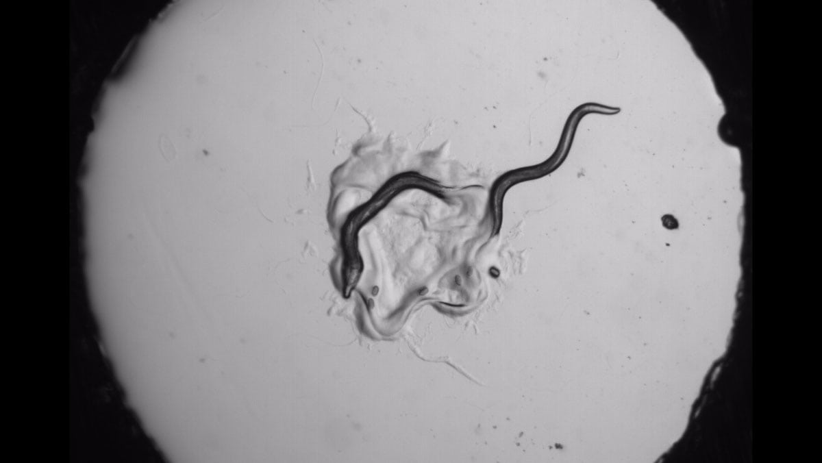 microscope view of two nematodes C. elegans and P. pacificus