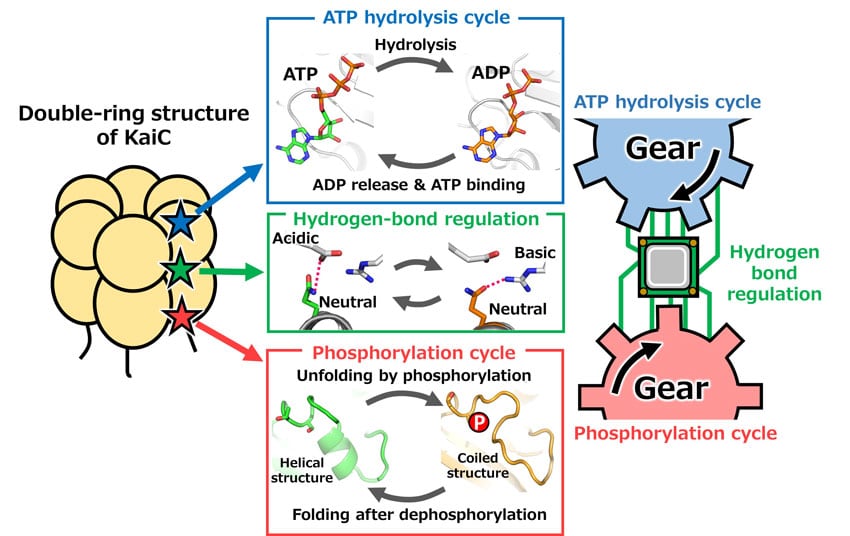 Cyanobacteria circadian rhythm concept an illustration showing kaic and the molecular reactions in atp hydrolysis, hyrdogen-bond regulation and phosphorylation