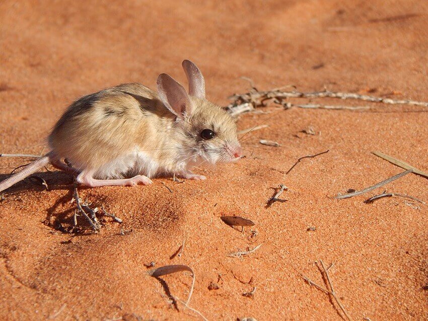 Dusky hopping mouse