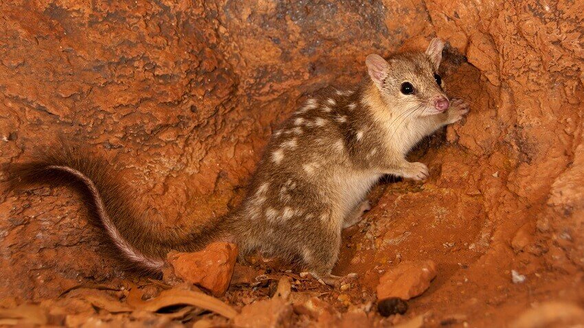 Northern quoll