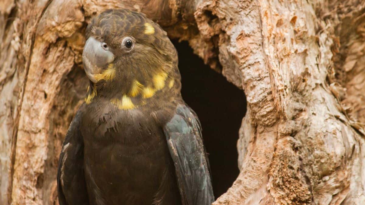 A glossy black cockatoo sits in a tree hollow