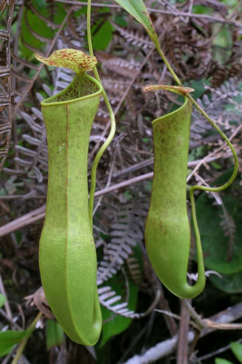 Two pitcher plants, they are long green tubes connected to vines at their base and little lid-like leaves at the top