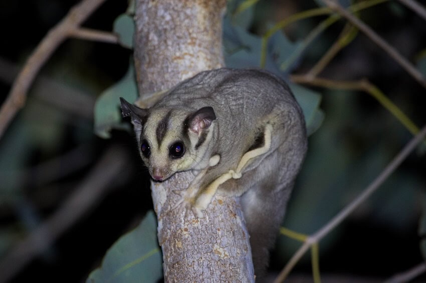 Savanna glider on salmon gum in nitmiluk np ear tag visible photo credit aline gibson. Credit aline gibson vega