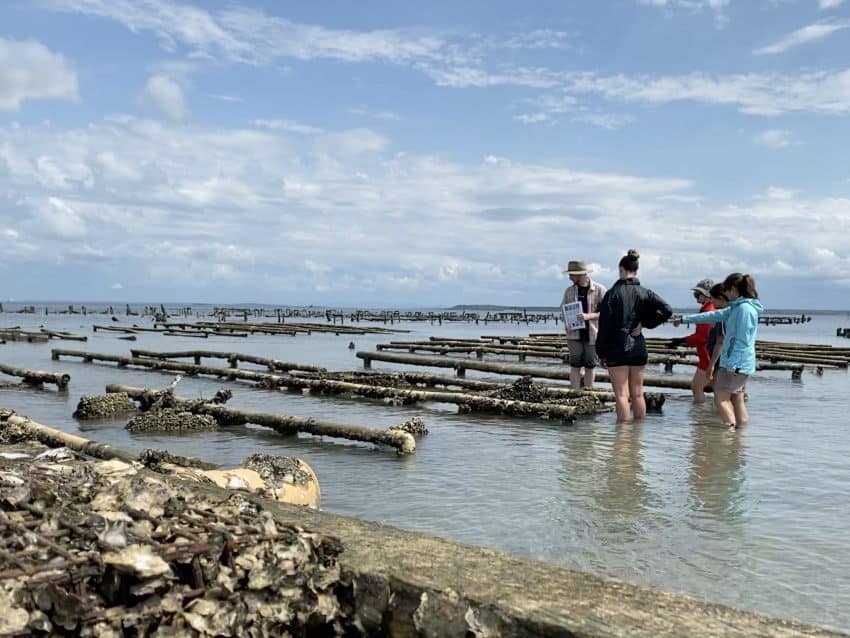 People wading in the ocean inspecting oyster cages