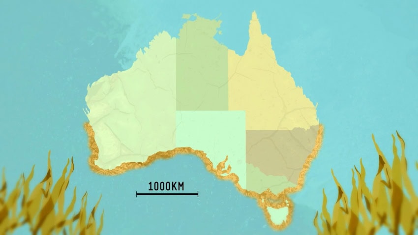 A map of australia showing the range of the great southern reef extending from new south wales until western australia
