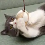 سنارة قطط  تفاعلية