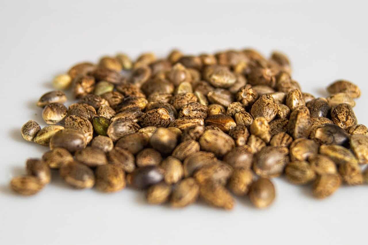 dozens of marijuana seeds on a table