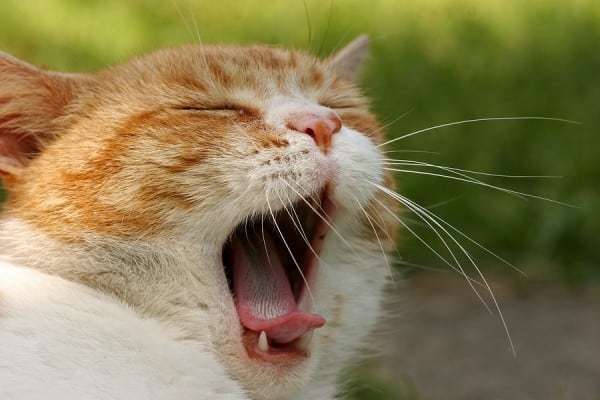 The card leaves me yawning.