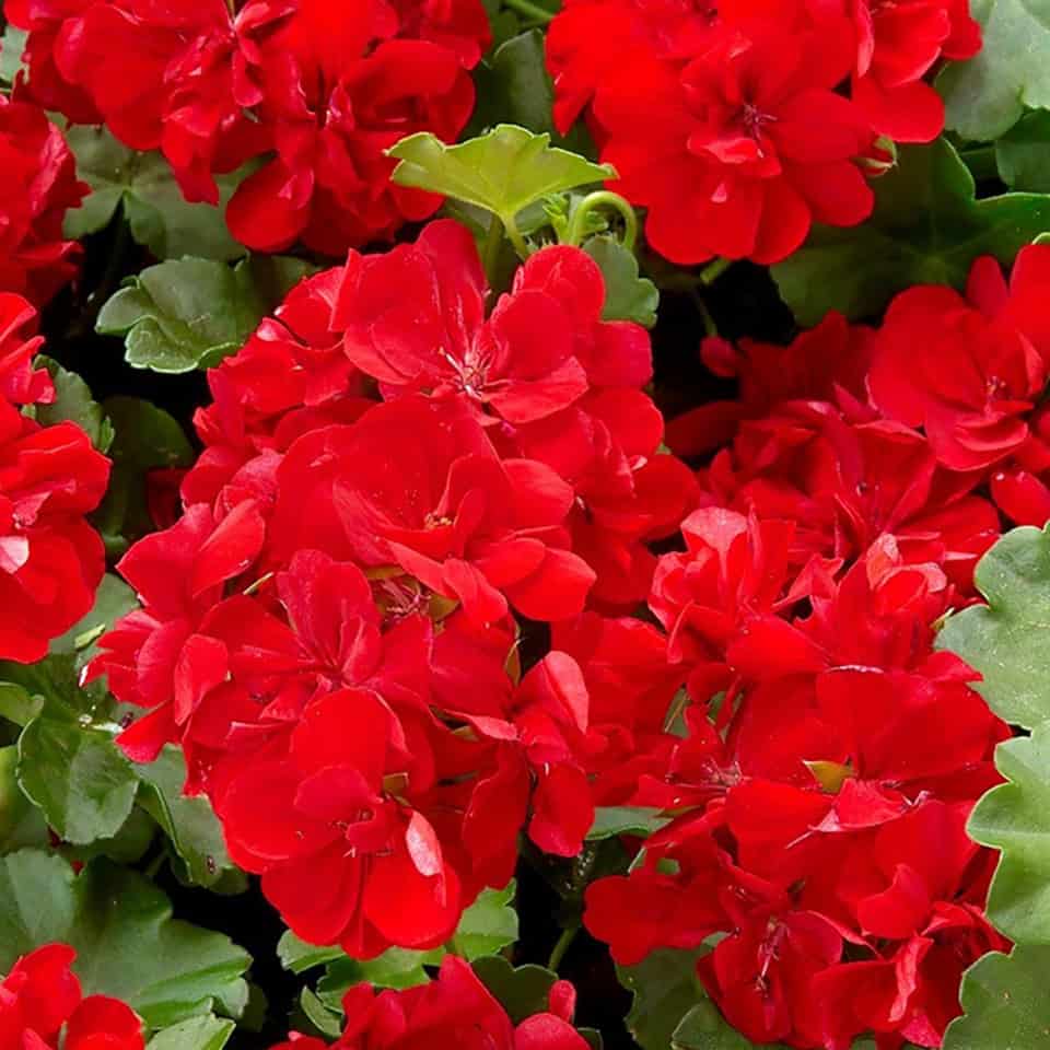 ⁦مسك احمر⁩ - الصورة ⁦1⁩