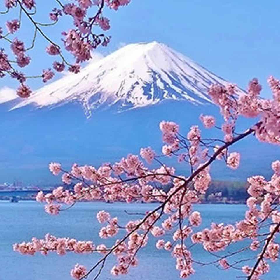 ⁦Japanese Cherry Blossom⁩ - الصورة ⁦1⁩