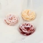 ⁦اوستن روز⁩ - الصورة ⁦5⁩