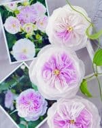 ⁦اوستن روز⁩ - الصورة ⁦4⁩