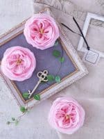 ⁦اوستن روز⁩ - الصورة ⁦3⁩