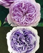 ⁦اوستن روز⁩ - الصورة ⁦2⁩