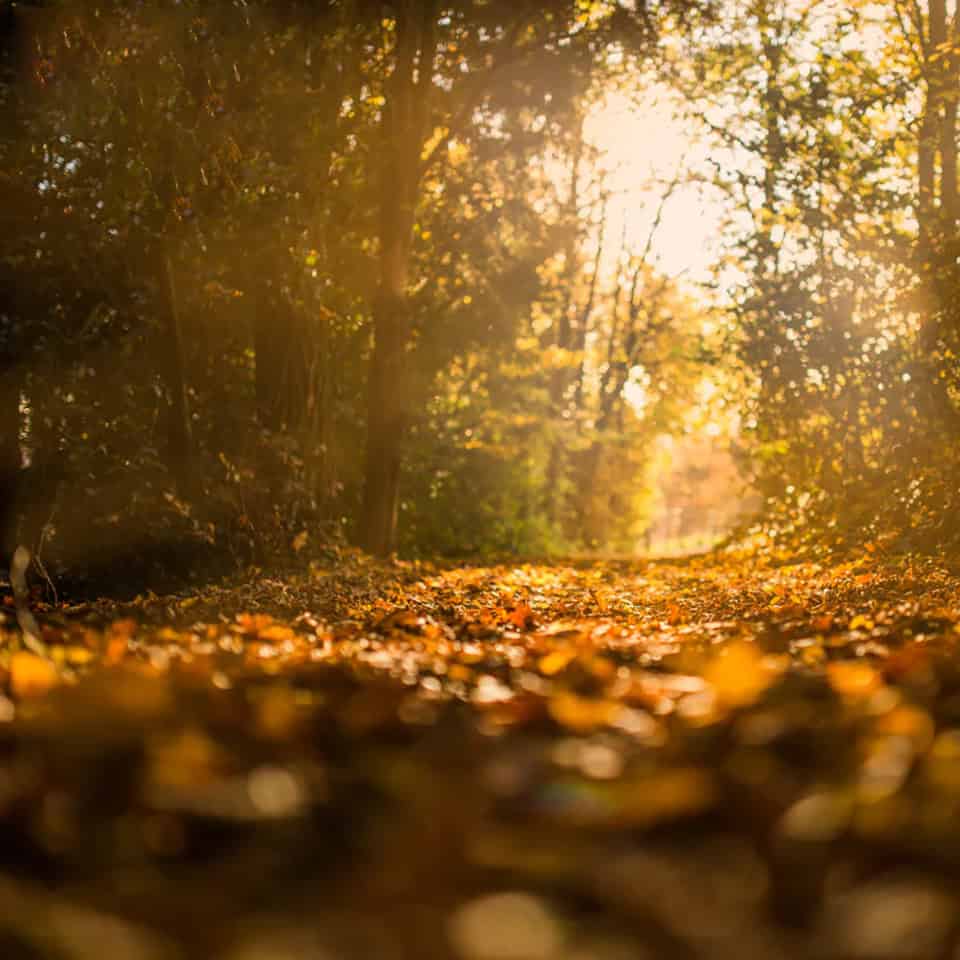 ⁦LEAVES⁩ - الصورة ⁦1⁩