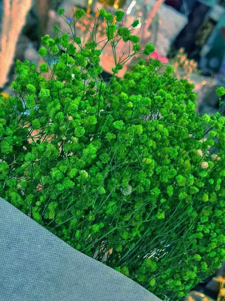 ⁦بيبي فلاور اخضر⁩ - الصورة ⁦3⁩