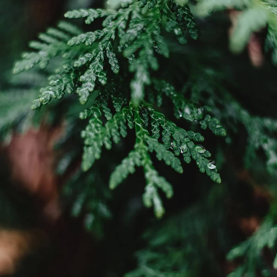 CHRISTMAS CEDAR CHRISTMAS CEDAR - الصورة 1