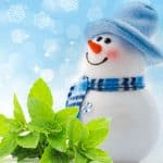 Jack frost