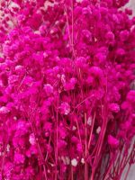 ⁦بنش بيبي فلاور فوشيا⁩ - الصورة ⁦2⁩