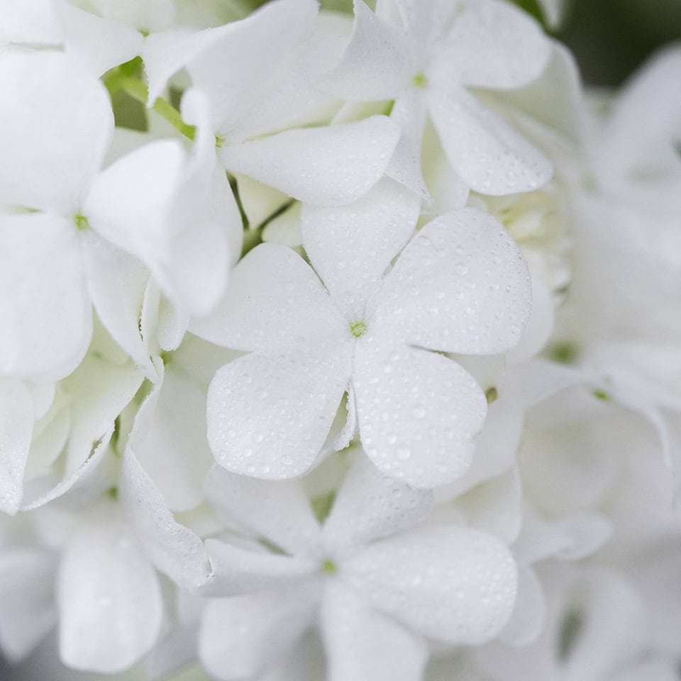 beautiful-hydrangea-flower-close-up-2 وايت مسك - الصورة 1