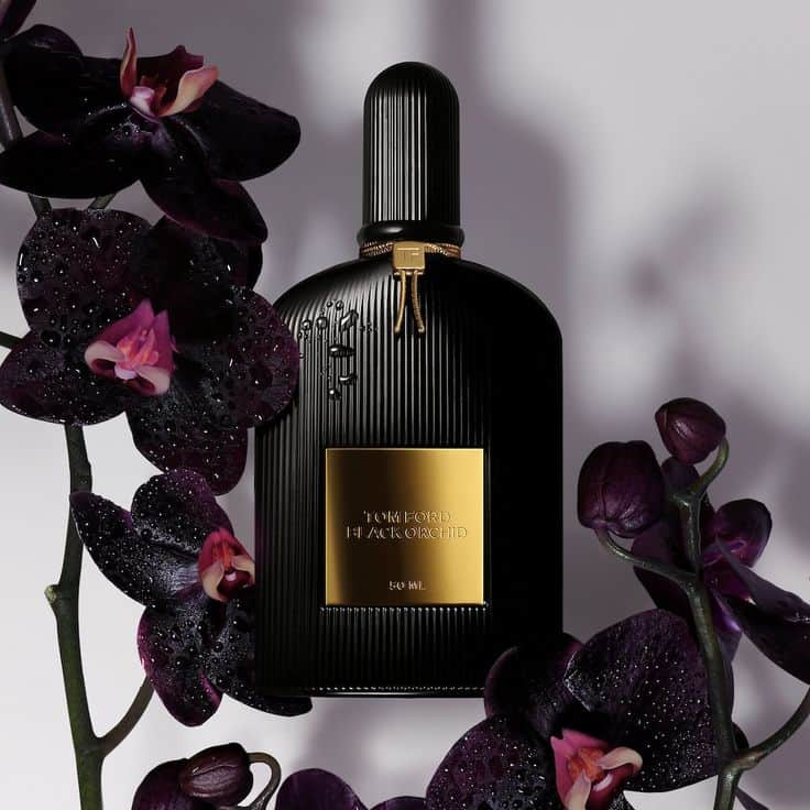 ⁦black orchid⁩ - الصورة ⁦1⁩