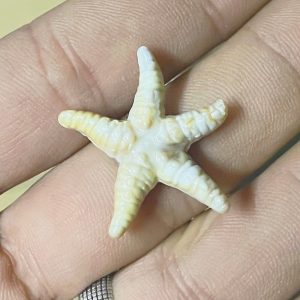 نجمة تزيين بلاستيك ( ١٠ قطع )