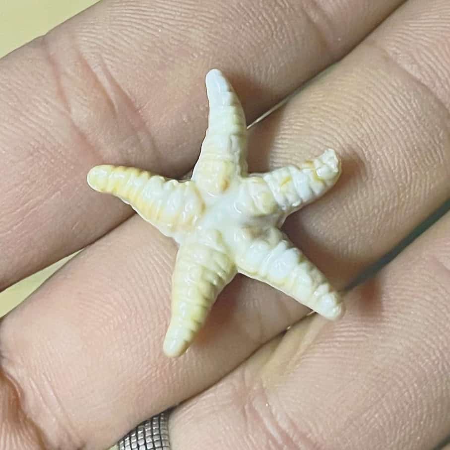 ⁦نجمة تزيين بلاستيك ( ١٠ قطع )⁩ - الصورة ⁦1⁩