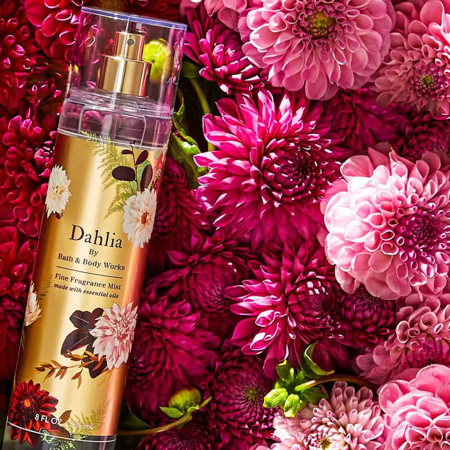 ⁦Dahlia⁩ - الصورة ⁦1⁩