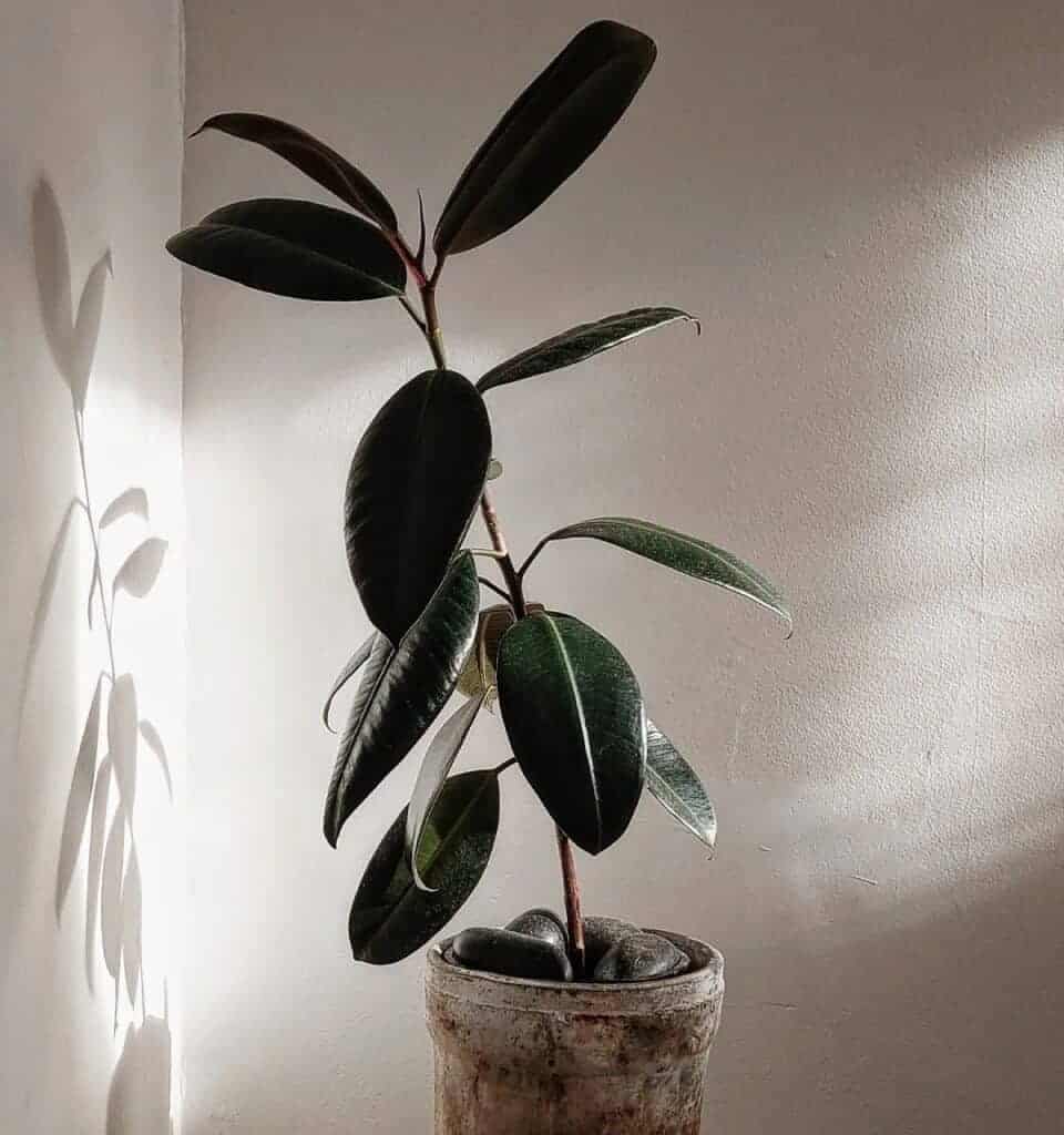 Leggy Rubber Plant (Causes And Solutions) Houseplant Alley