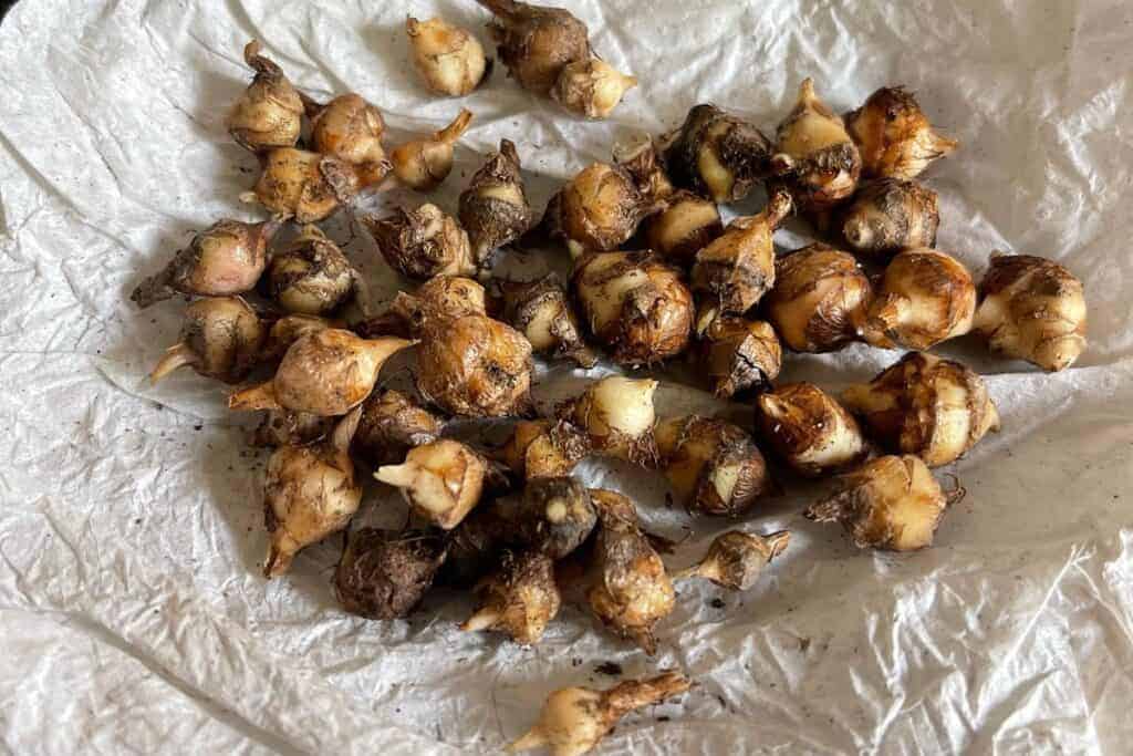 How To Grow Alocasia From Bulb [With Pictures] Houseplant Alley