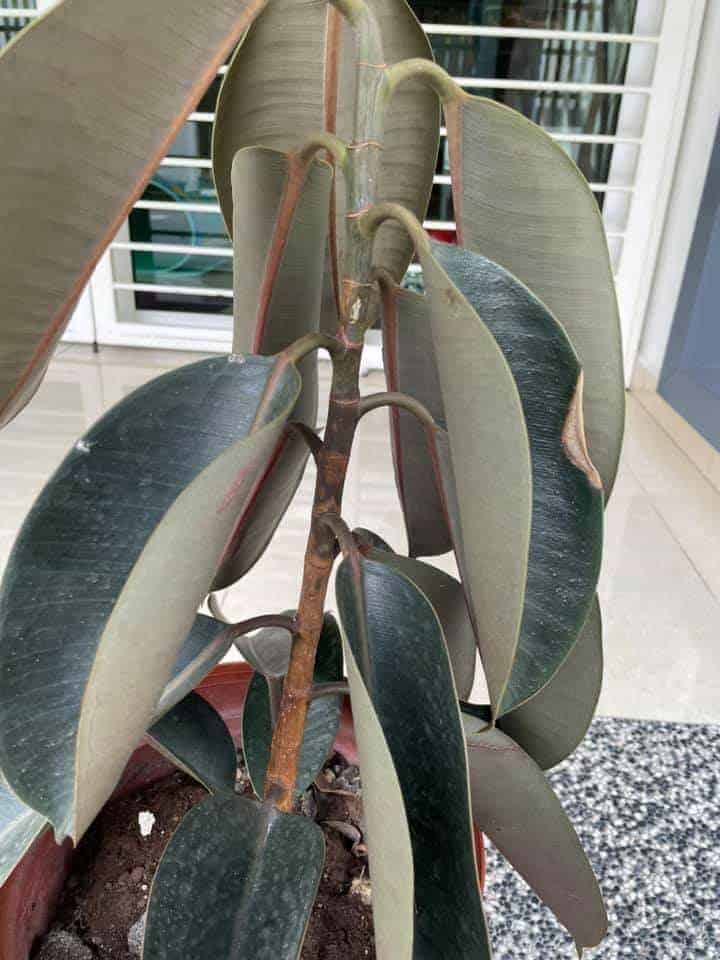 Underwatered Rubber Plant (Signs, Causes & Solutions) Houseplant Alley