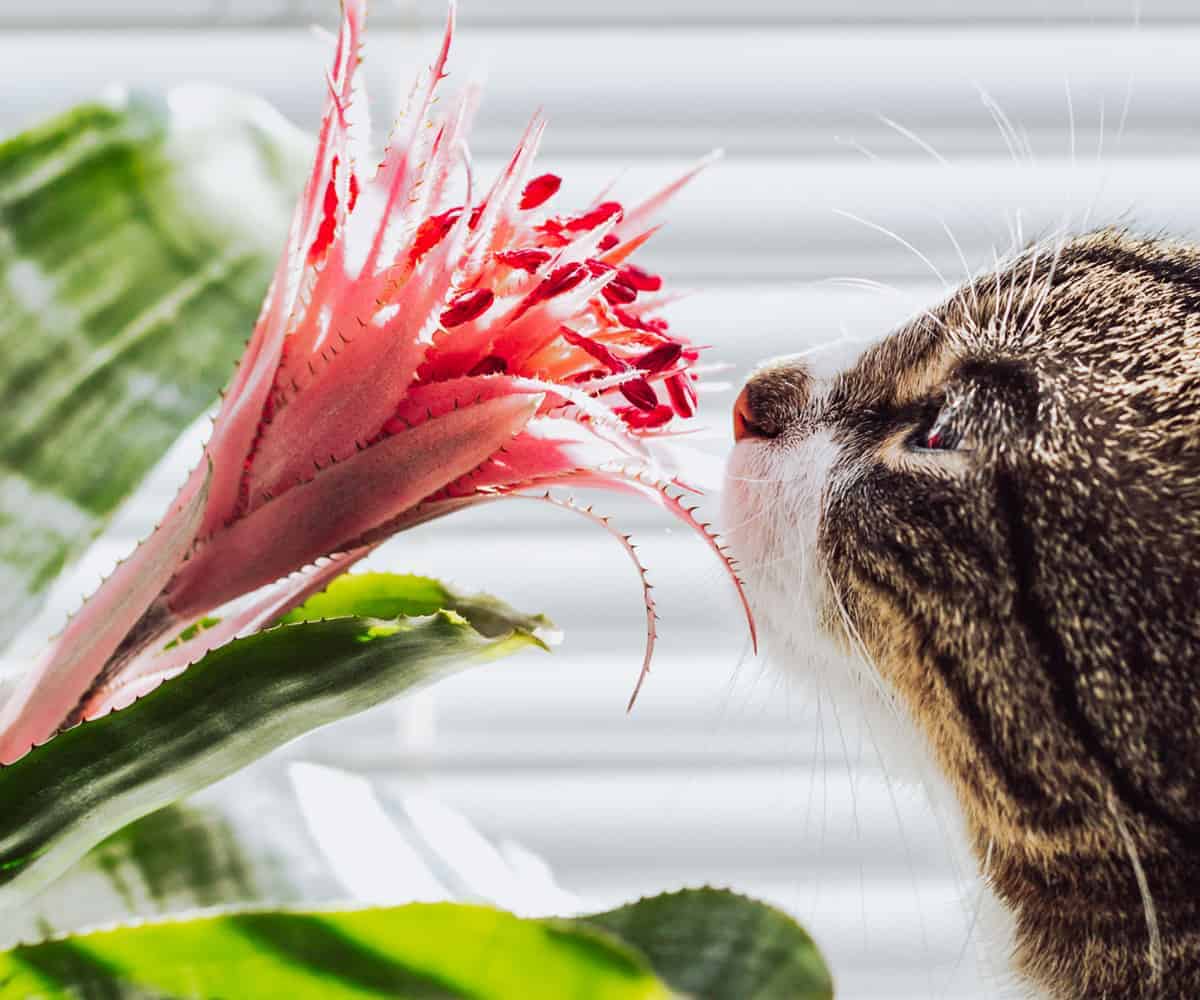 Are Bromeliads Safe For Cats? Houseplant Alley