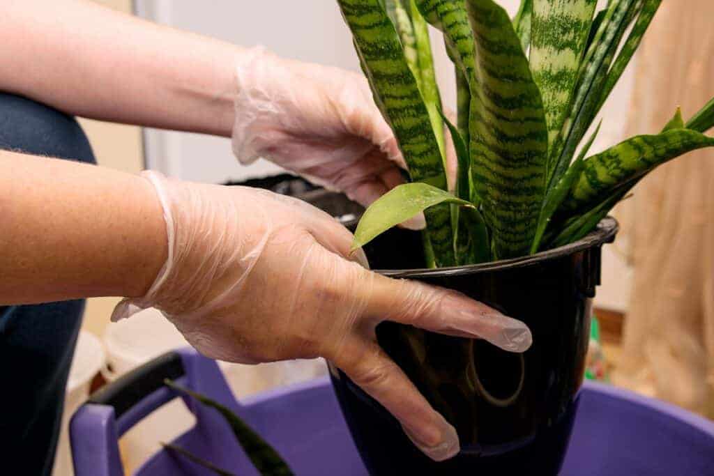 How To Separate Snake Plant StepByStep Guide Houseplant Alley